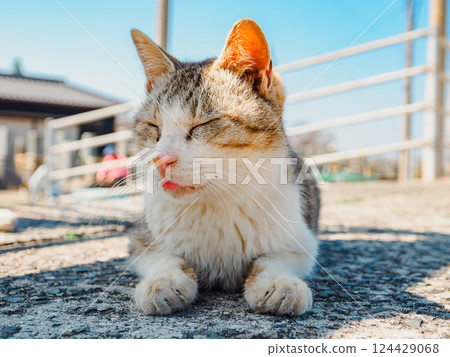 A cat dozing off on the road, Sanagi Island, Kagawa Prefecture 124429068