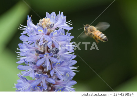 蜜蜂棲息在蓬泰德里亞 蜜蜂棲息在蓬泰德里亞 124429084