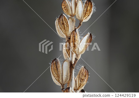 Lilies in the forest in early spring 124429119