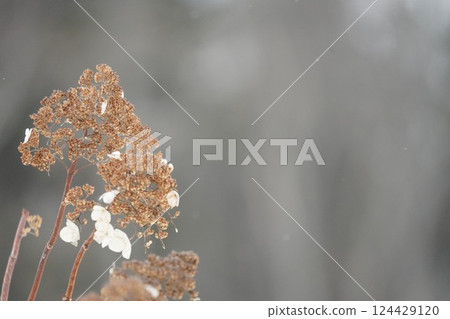 北海道的冬天與溲疏 124429120