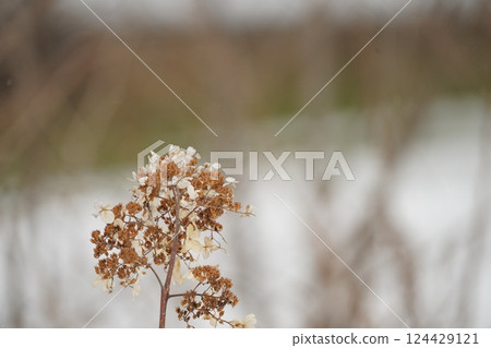 北海道的冬天與溲疏 124429121