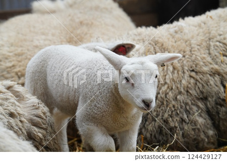 羊的寶寶 124429127