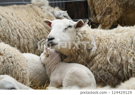 Parent and child sheep Parent and child sheep 124429129
