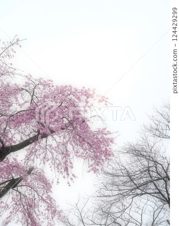 櫻花樹長在天空 櫻花樹長在天空 124429299