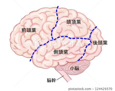 人腦 - 各部位及名稱 人腦 - 各部位及名稱 124429370
