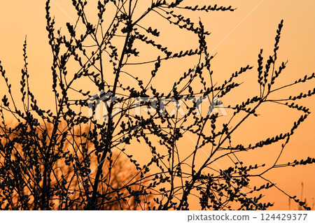 初春時節，北海道河床上盛開的柳樹 124429377