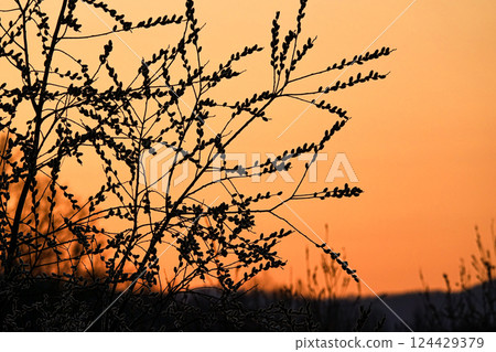 Pussy willow blooming on a riverbed in Hokkaido in early spring 124429379