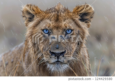 Close-up photo of a blue eyed lioness. In this close-up, her blue eyes sparkle with life, revealing the fierce spirit and grace of a magnificent lioness. 124429380