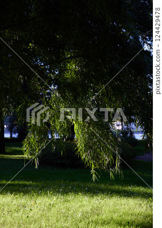 A breathtaking and serene green landscape is beautifully displayed beneath a majestic willow tree A breathtaking and serene green landscape is beautifully displayed beneath a majestic willow tree 124429478