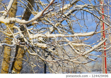SnowCovered Tree Branches Embracing the Beauty of a Winter Wonderland Landscape SnowCovered Tree Branches Embracing the Beauty of a Winter Wonderland Landscape 124429496