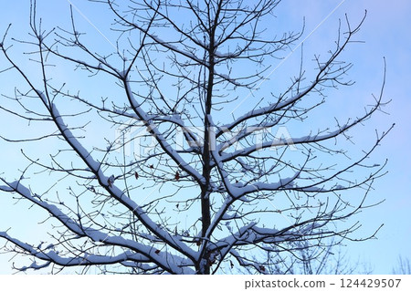 A Beautiful SnowCovered Tree Standing Majestically Against a Clear and Bright Winter Sky A Beautiful SnowCovered Tree Standing Majestically Against a Clear and Bright Winter Sky 124429507