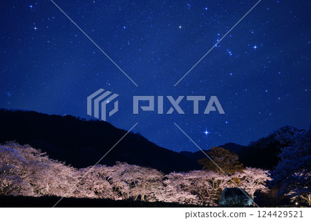 Cherry blossoms in full bloom shining in the night sky - Ishibutai Cherry Blossom Illumination Cherry blossoms in full bloom shining in the night sky - Ishibutai Cherry Blossom Illumination 124429521