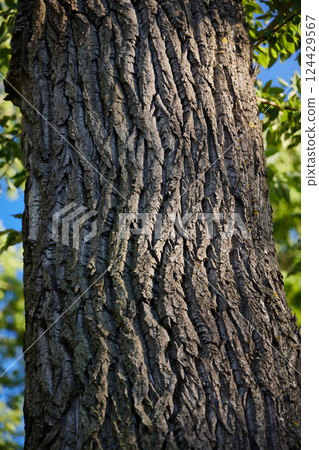 A CloseUp Shot of Tree Bark Textures Captured Beautifully in Natural Light Outdoors 124429567