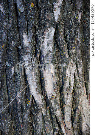 CloseUp View of Textured Tree Bark Showcasing Stunning Beautiful Natural Patterns and Details CloseUp View of Textured Tree Bark Showcasing Stunning Beautiful Natural Patterns and Details 124429570