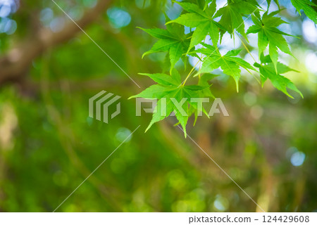 Maple leaves (new greenery image material) 124429608