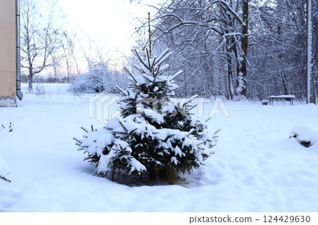 A breathtaking and beautiful winter landscape showcasing a majestic snowcovered pine tree A breathtaking and beautiful winter landscape showcasing a majestic snowcovered pine tree 124429630