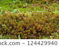 Background: Moss 124429940
