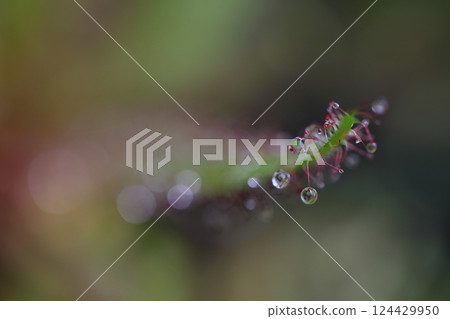 Sundew and water drops 124429950