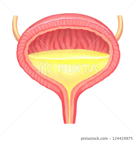 人類膀胱的插圖 124429975