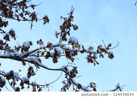 SnowCovered Branches Are Beautifully Set Against a Stunningly Clear and Bright Blue Sky Above 124430034