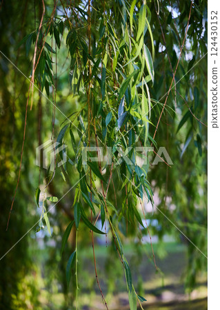 The Lush Green Willow Leaves are Hanging Gracefully from Their Branches in the Breeze The Lush Green Willow Leaves are Hanging Gracefully from Their Branches in the Breeze 124430152