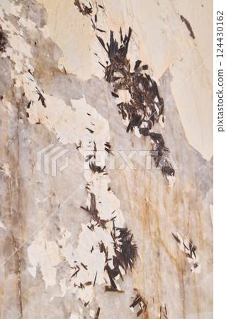An Abstract Texture Capturing the Beauty of Peeling Paint on a Wall Surface in Detail An Abstract Texture Capturing the Beauty of Peeling Paint on a Wall Surface in Detail 124430162