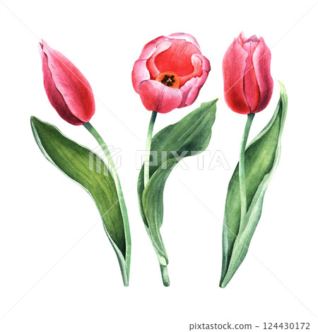 A set of blooming pink tulips. Hand drawn botanical watercolor illustration isolated on white background. For clip art cards invitation A set of blooming pink tulips. Hand drawn botanical watercolor illustration isolated on white background. For clip art cards invitation 124430172