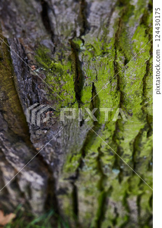 A CloseUp, Detailed View of Textured Tree Bark That Is Covered in Lush Green Moss Growing On It 124430175