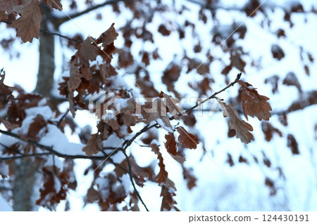 The Beauty of Winter Leaves Resting on SnowDraped Branches in a Scenic Landscape 124430191