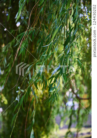 Breathtakingly Lush Green Willow Tree Leaves Swaying in Gentle Sunlight During Summer Days Breathtakingly Lush Green Willow Tree Leaves Swaying in Gentle Sunlight During Summer Days 124430202