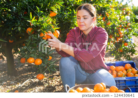 Female hired employee harvesting tangerines in garden Female hired employee harvesting tangerines in garden 124430641