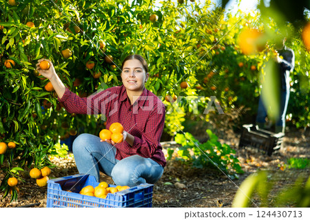 Portrait of cheerful skilled young female gardener picking ripe organic tangerines in cultivating season Portrait of cheerful skilled young female gardener picking ripe organic tangerines in cultivating season 124430713