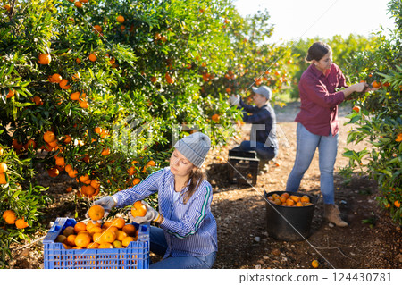 Positive female farmer picking carefully mandarins on plantation Positive female farmer picking carefully mandarins on plantation 124430781