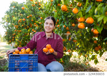 Positive female farmer picking carefully mandarins on plantation Positive female farmer picking carefully mandarins on plantation 124430833