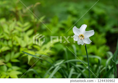 White daffodils 124430902