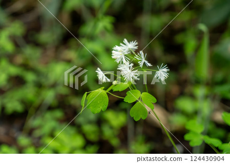 White flowers of Thalictrum aquilinum White flowers of Thalictrum aquilinum 124430904