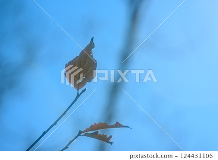 秋天的樹林 124431106