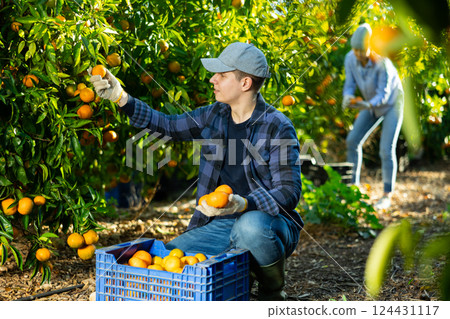 Man harvesting ripe green tangerines at sunny fruit farm 124431117
