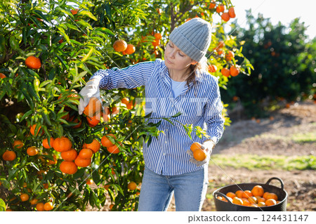 Positive skillful middle-aged woman farmer in plaid shirt harvesting fresh mandarins in orchard on sunny day 124431147