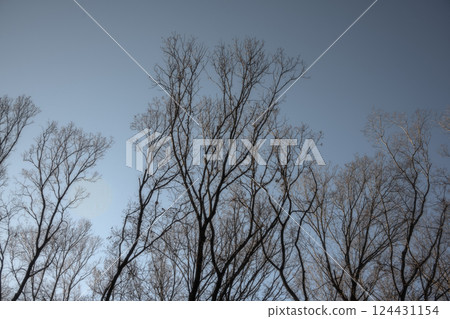 Withered trees 124431154