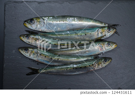 早春沙丁魚 早春沙丁魚 124431611