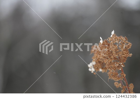 Winter in Hokkaido and Deutzia paniculata 124432386
