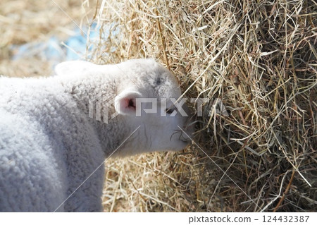 Sheep which eats grass 124432387