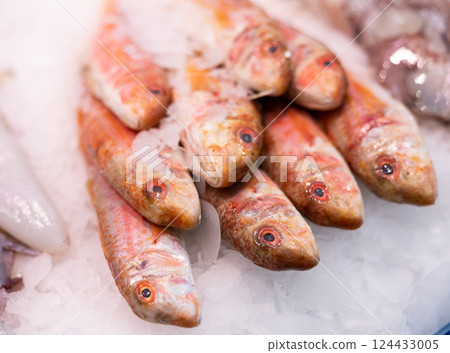 Crumbled ice, pile carcasses of red mullet lie on ice surface, close up 124433005