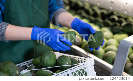 Fresh appetizing avocado running on rolling conveyor of production line Fresh appetizing avocado running on rolling conveyor of production line 124433014