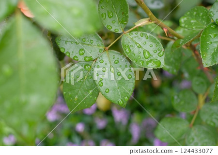 Leaves wet with rain 124433077
