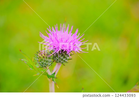 Purple thistle flowers, Kirigamine Plateau, Nagano Prefecture Purple thistle flowers, Kirigamine Plateau, Nagano Prefecture 124433093
