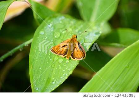 Moth resting on a leaf, Kirigamine Plateau, Nagano Prefecture Moth resting on a leaf, Kirigamine Plateau, Nagano Prefecture 124433095