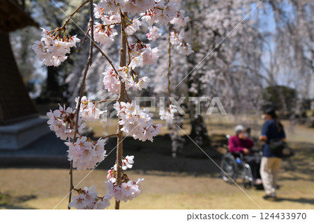高崎慈源寺的垂枝櫻花盛開 124433970