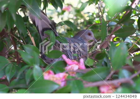 Pheasant pigeon incubating eggs Pheasant pigeon incubating eggs 124434049